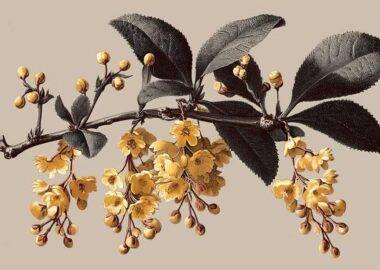 berberina