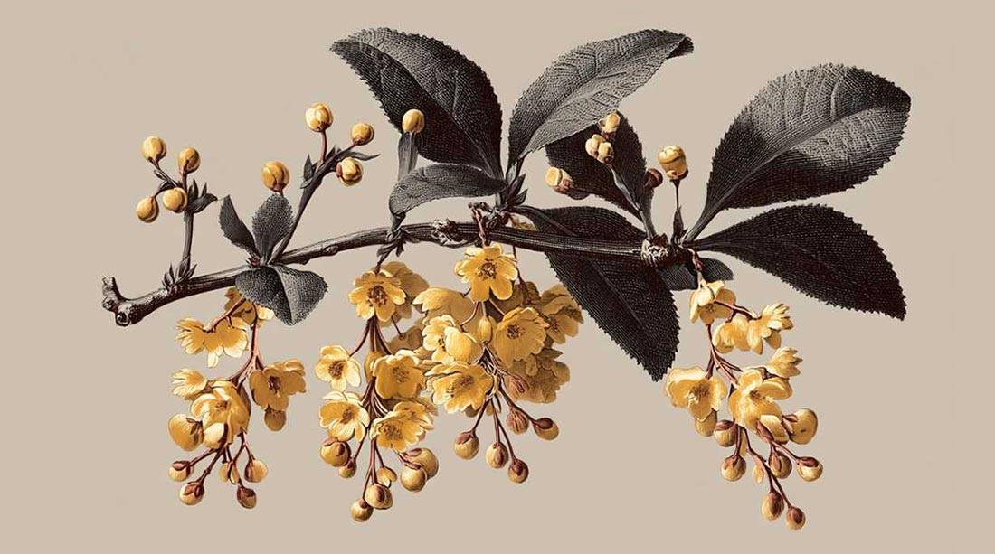 berberina